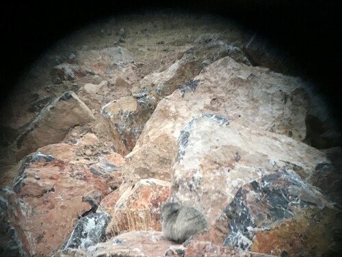 Pallas' Cat