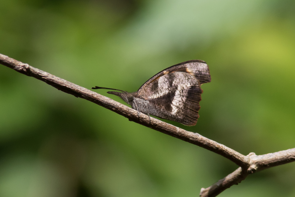 Dominican snout