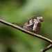 Mariposa Hocicuda Dominicana - Photo (c) jamesbury, algunos derechos reservados (CC BY-NC)