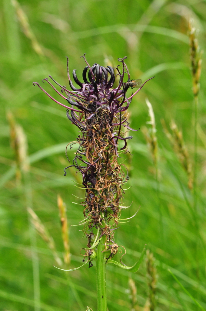Phyteuma vagneri
