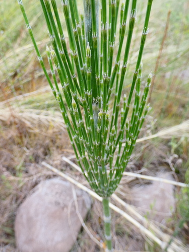 Image of Equisetum xylochaetum by no rights reserved