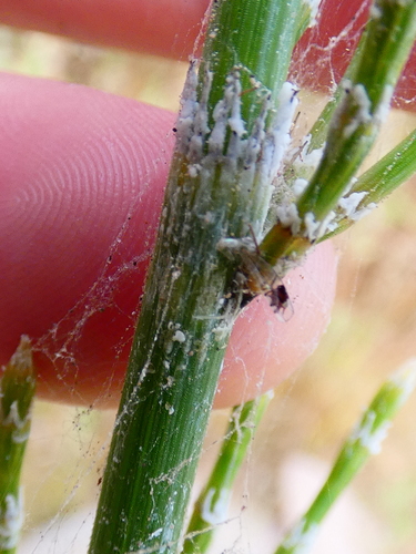 Image of Equisetum xylochaetum by no rights reserved