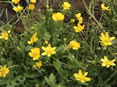 Ranunculus canus
