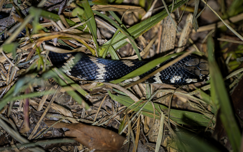 Stephens' Banded Snake sighting