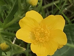 Ranunculus canus