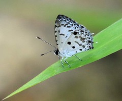 Megisba malaya sikkima