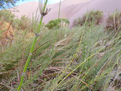Image of Equisetum xylochaetum by no rights reserved