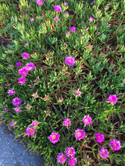 Carpobrotus aequilaterus