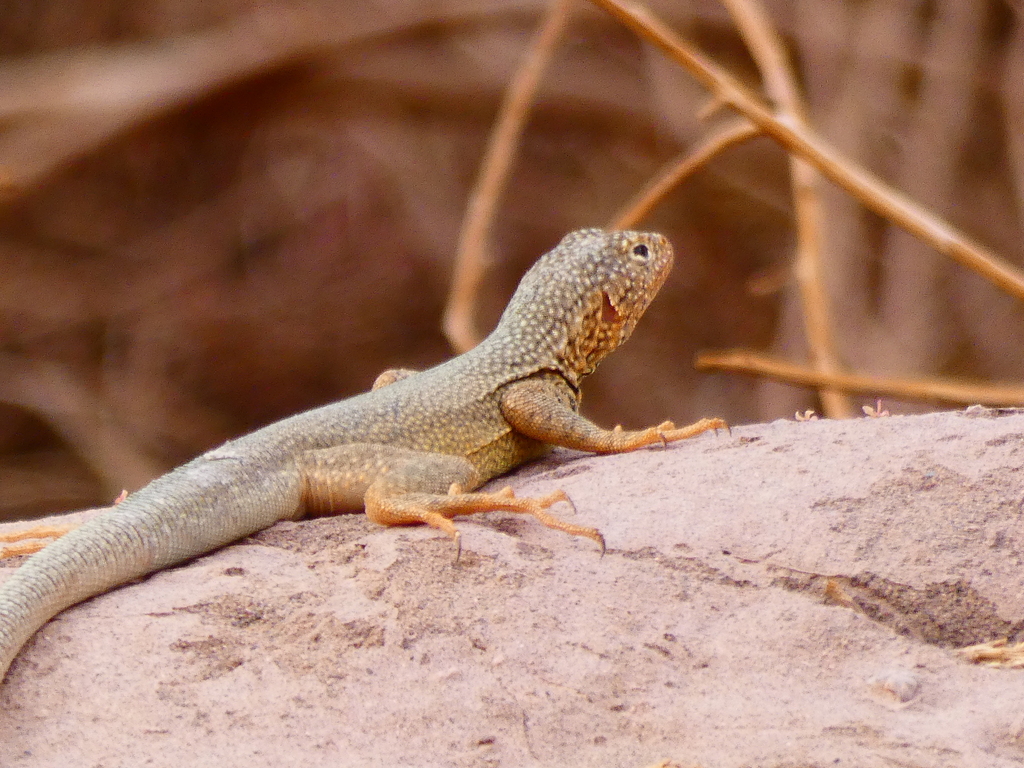 Pica Pacific Iguana