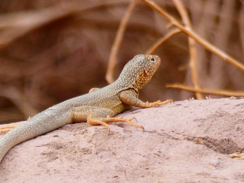 Pica Pacific Iguana