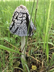 Coprinus calyptratus
