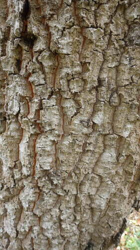Quercus × morisii