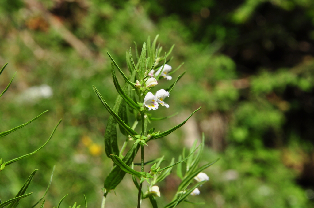 Melampyrum saxosum