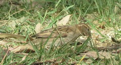 Passer domesticus