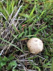 Fungi