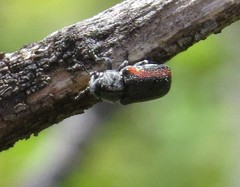 Coleothorpa vittigera