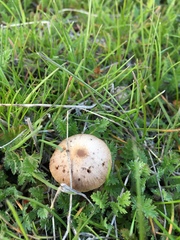 Fungi