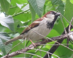 Passer domesticus