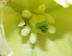 Tegeticula yuccasella