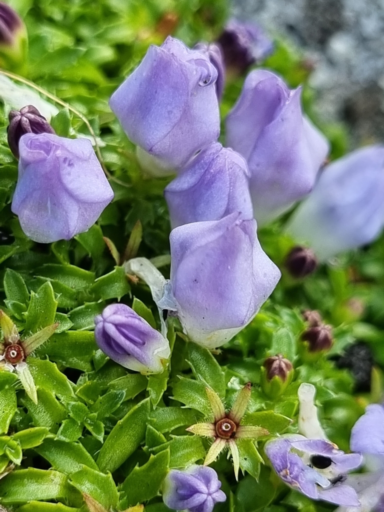 Mossy Bell