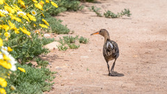Rallus obsoletus levipes
