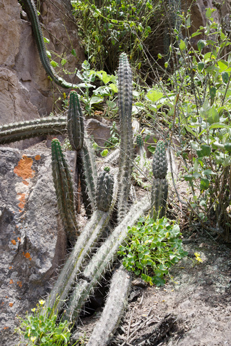 Trichocereus chalaensis