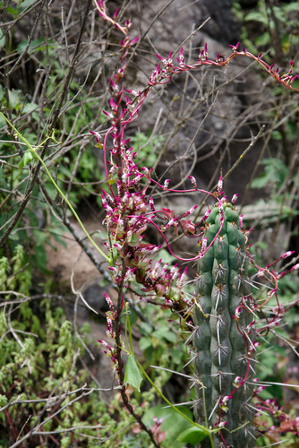 Anredera diffusa