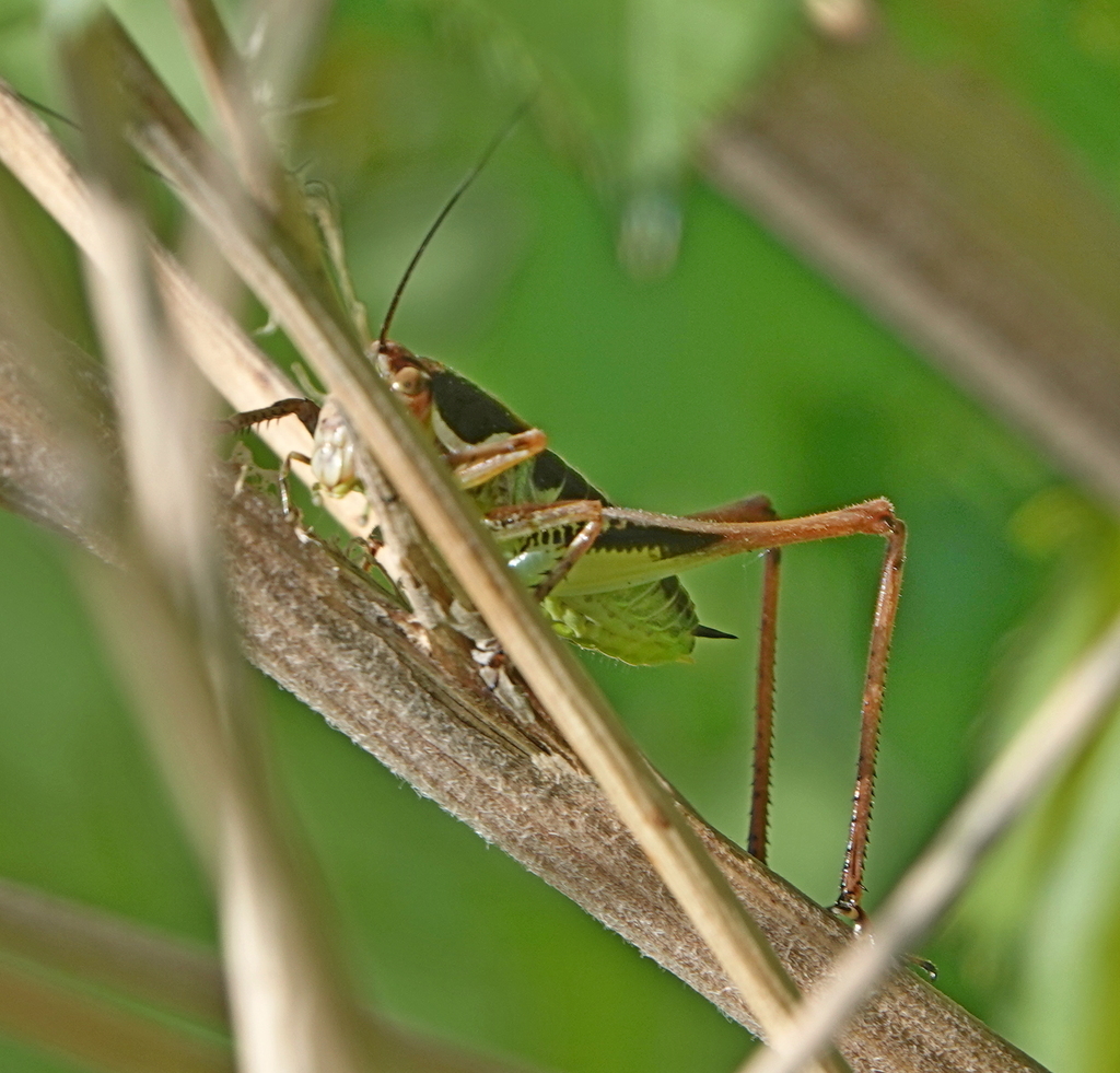Parapholidoptera signata