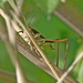 Parapholidoptera signata - Photo (c) aatschaftenaar，保留部份權利CC BY-NC