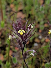 Triphysaria micrantha