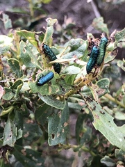 Trirhabda flavolimbata