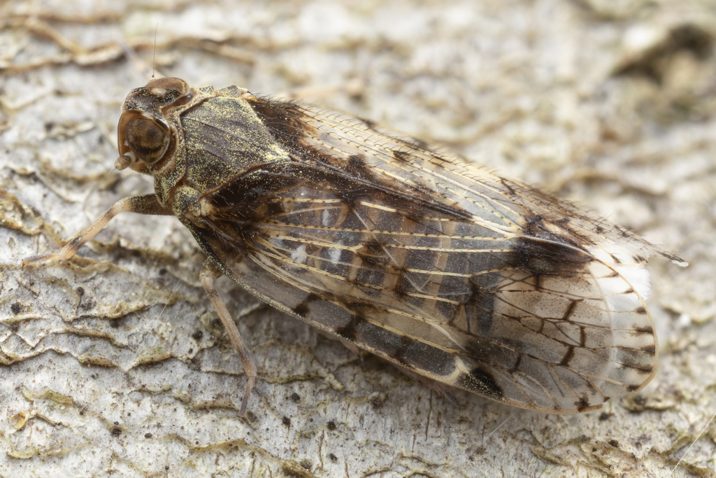 Xenoliarus