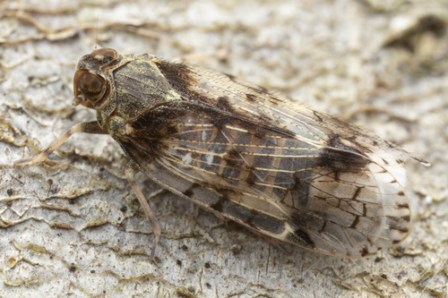 Melanoliarus placitus (Van Duzee, 1912)