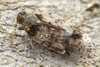 Melanoliarus placitus - Photo (c) solomon hendrix, some rights reserved (CC BY-NC), uploaded by solomon hendrix