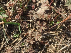 Lithophragma parviflorum