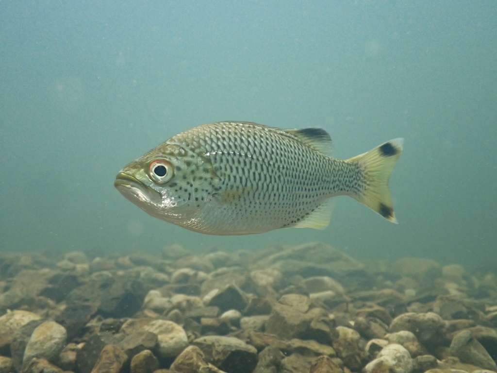 Aholehole (Kuhlia rupestris) — Kuhliidae