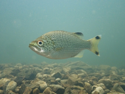 Aholehole (Kuhlia rupestris) — Kuhliidae