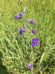 Delphinium hesperium