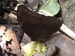 Morpho menelaus amathonte