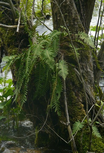 sladič obyčajný (Polypodium vulgare)