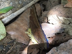 Morpho menelaus amathonte