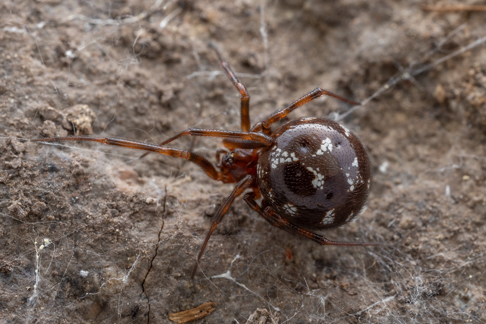 steatoda-triangulosa-uk