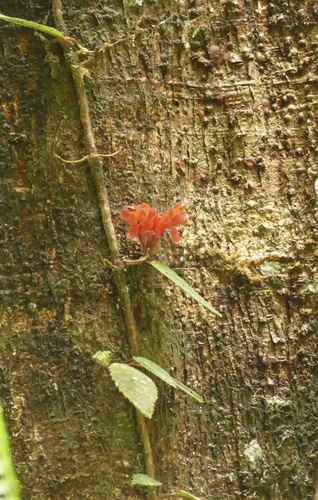 Agalmyla brevipes, photograph 1