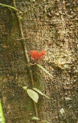 Agalmyla brevipes, photograph author not stated, no rights reserved