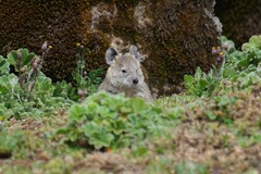 Black-Clawed Brush-Furred Rat photo 1
