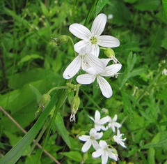 Cerastium pauciflorum