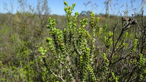 Image of Macrostylis crassifolia by (c) Paul Emms, some rights reserved (CC BY-SA)
