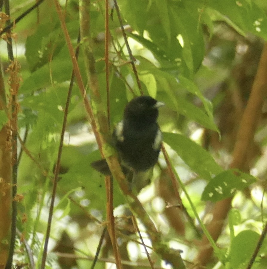 Black Monarch (Symposiachrus axillaris), photo 2