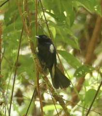 Black Monarch photo 2