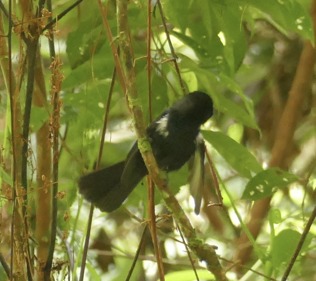 Black Monarch (Symposiachrus axillaris), photo 3